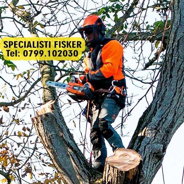 Taiere copaci, toaletare pomi Bucuresti sector tei, brad, nuc evacuare