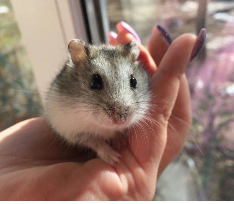 Хомяк джунгарский