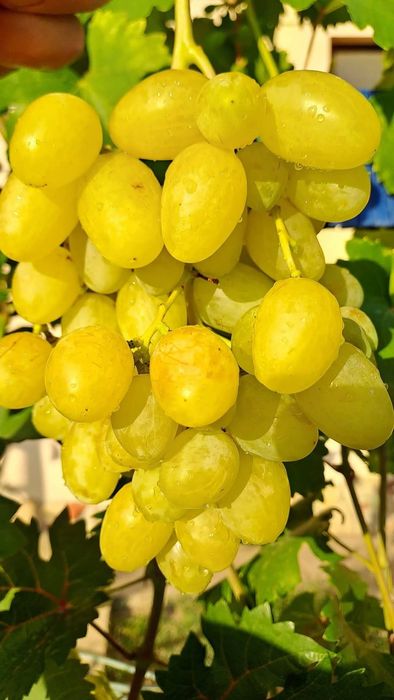 Bananas vita de vie anul 3