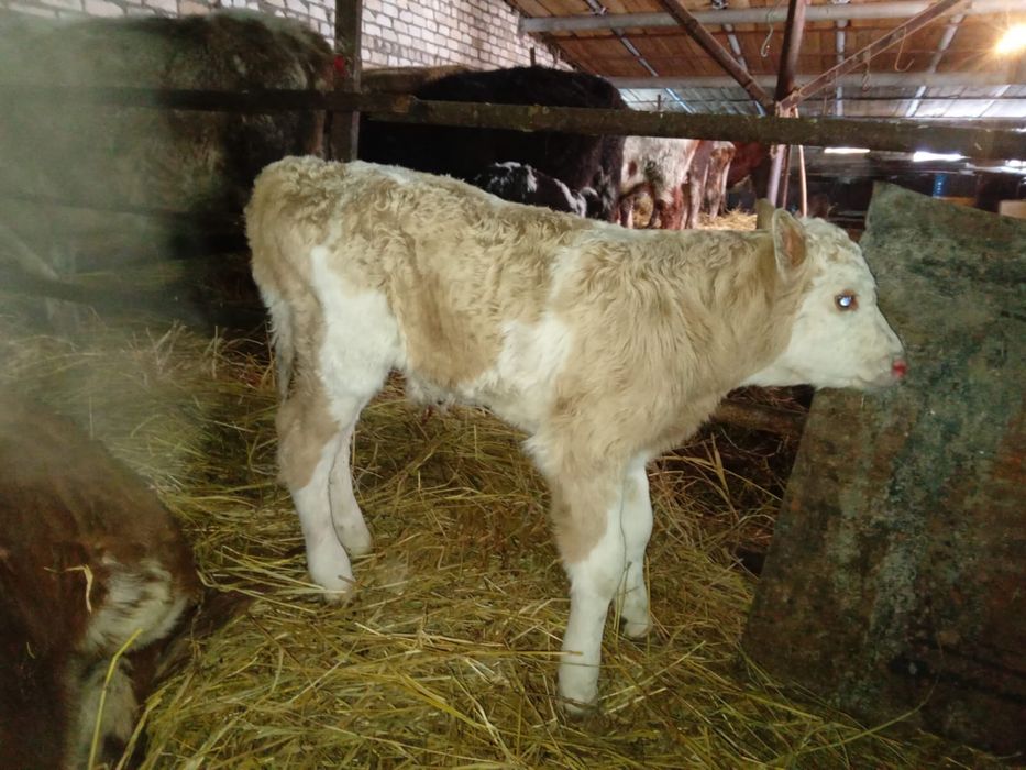 Продам теленка КРС