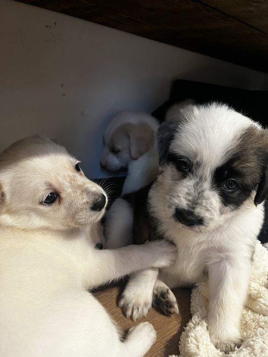 Подаряваме бебета кучета