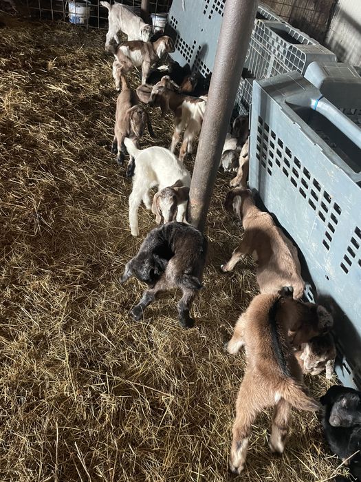 Tapisori si iedute anglo nubian