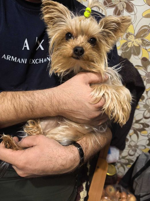 Ищем мини-йорка мальчика