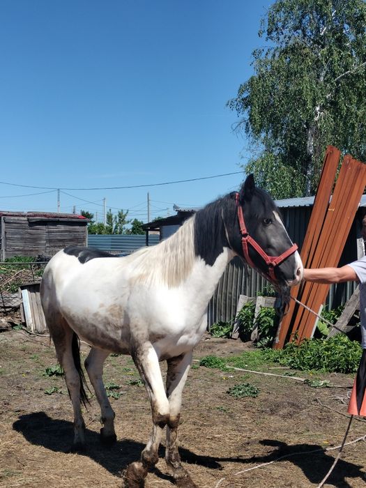 Жеребчик 2,2 года