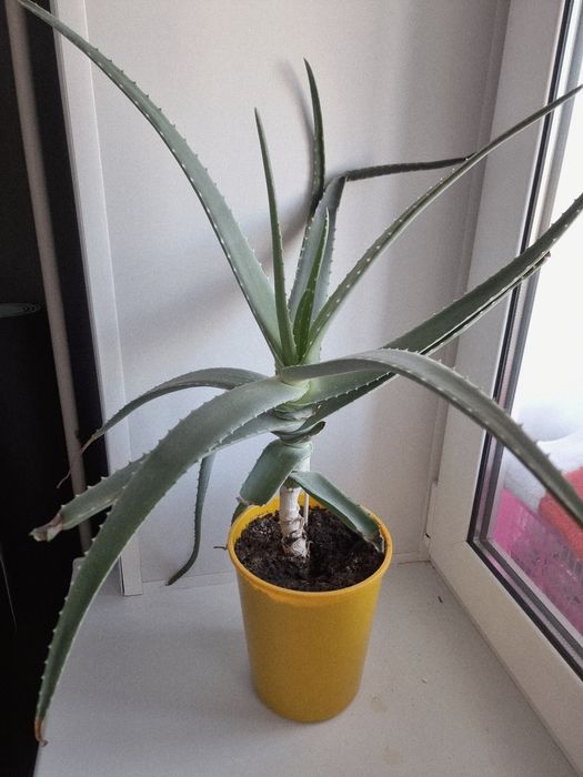 Лечебный алоэ 5 лет