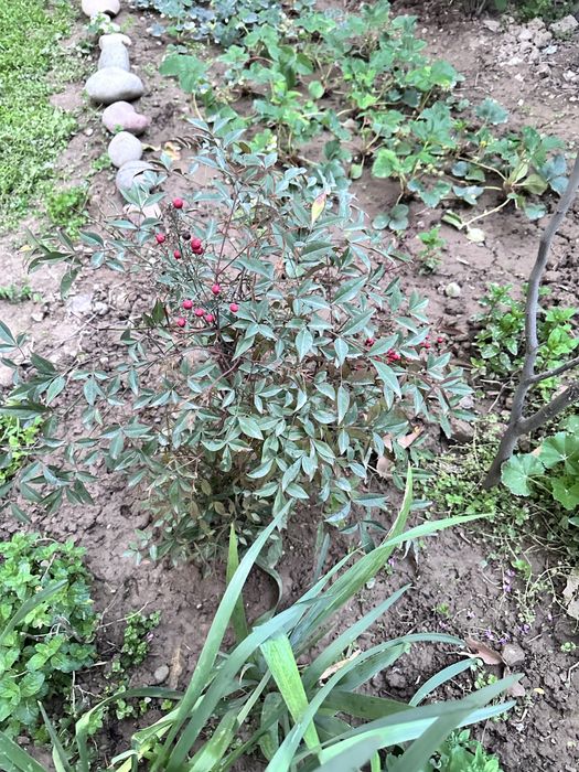 Вечнозеленый куст нандина 60 см