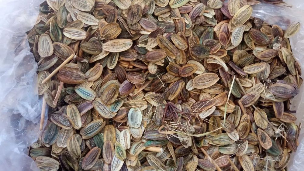 Каврак уруги сотилади