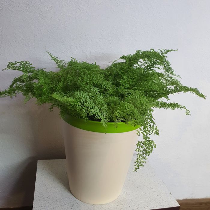 папоротник коттон кенди