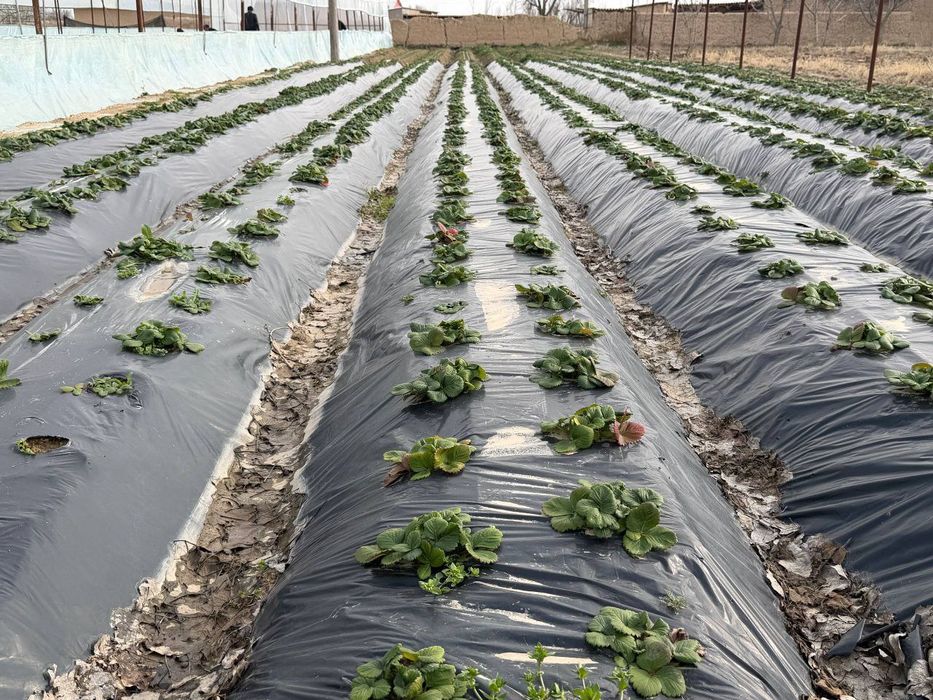 Qulupnay dehqonchilik