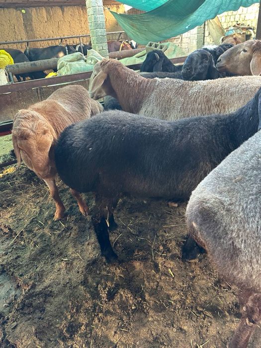 Qurbonlik uchun sifatli va xalol boqilgan quylar