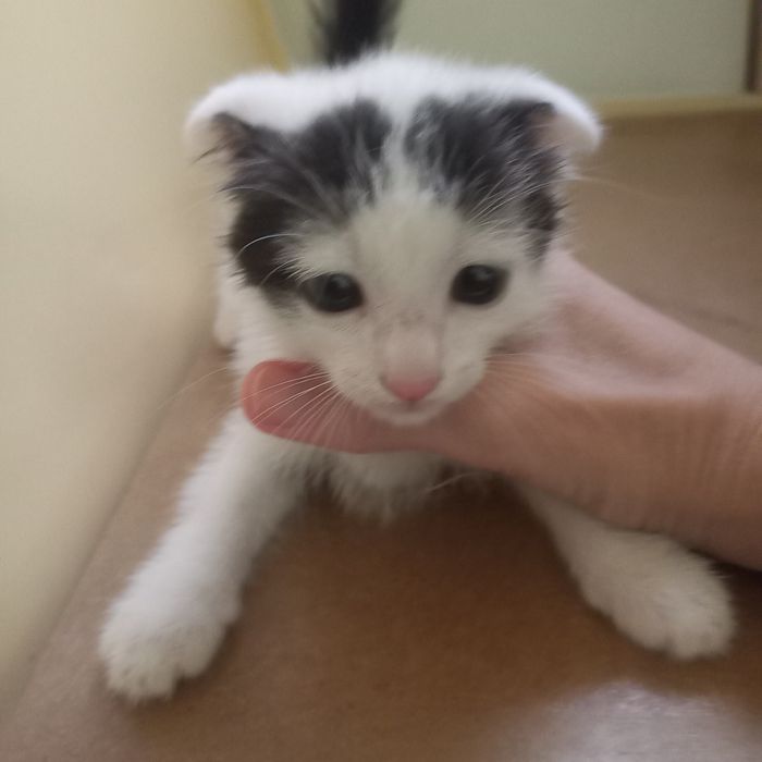 Вислоухий котёнок 1,2 мес мальчики