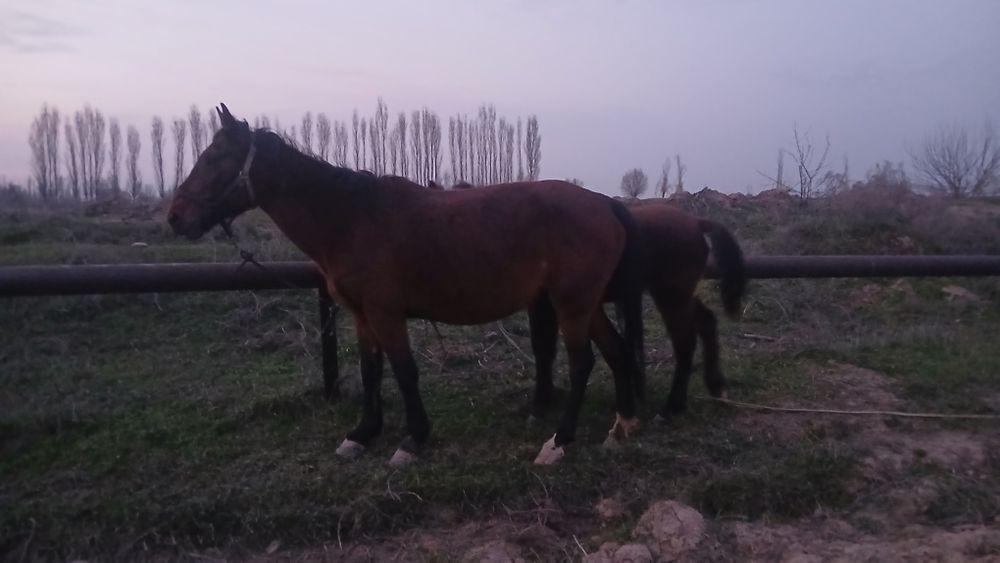 Biya sotiladi ona bola