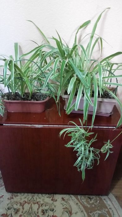 Цветы домашние не дорого