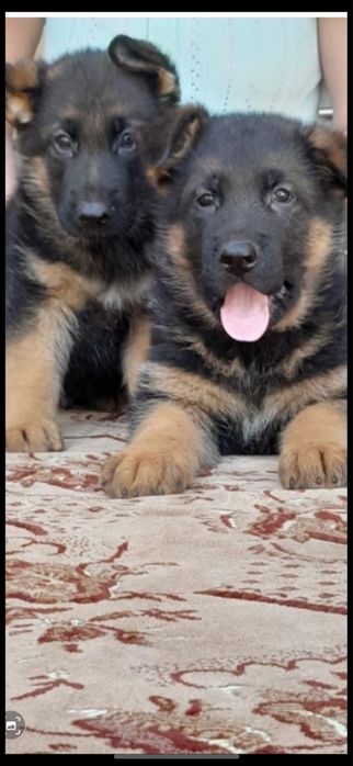 Чистокровные щенки Немецкой овчарки