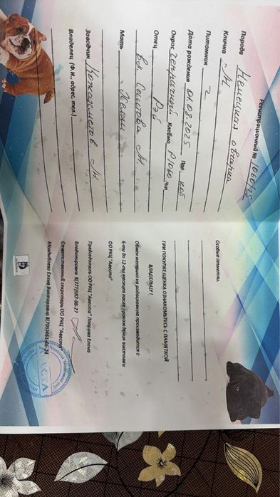 Продам щенка немецкой овчарки