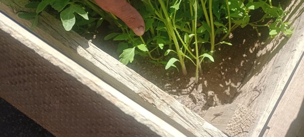 Продам рассаду помидор