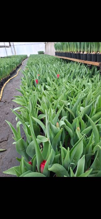 Lalele la ghiveci cu 3 fire