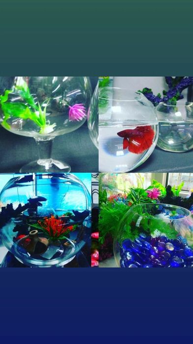 Рыбки в Афалине. Навои Торайгырова