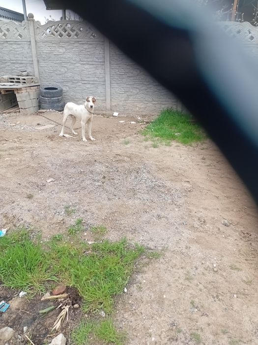 Алабай төбед 7 Айлық