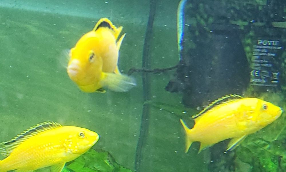 Продам цихлид Yellow(Лабидохромис церулиус)