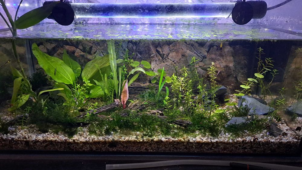 Amenajari/mentenanta acvarii Bucuresti