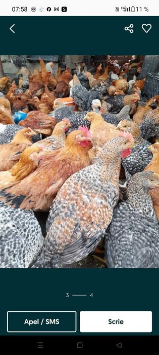 Pui rasă mixtă și pui alb de carne