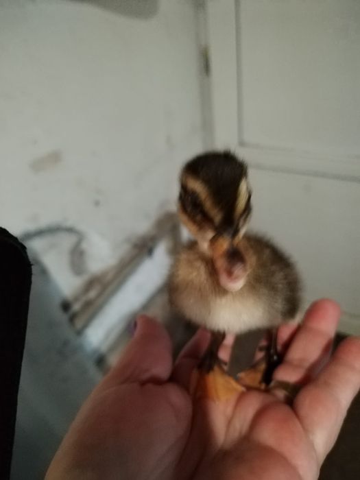 Vând puiuți de rata