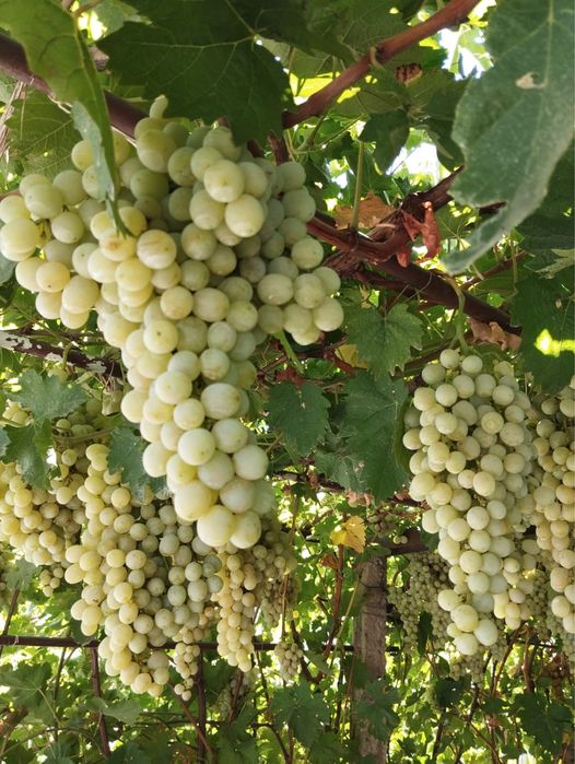 Продам виноград ! Очень вкусный