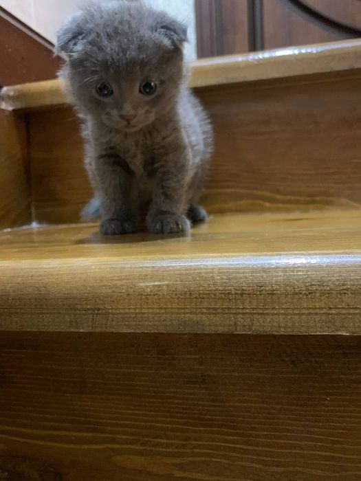 Кошки Скотиш фолд 3 малчик 1 девочка