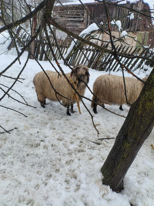 Disponibile oi tinere