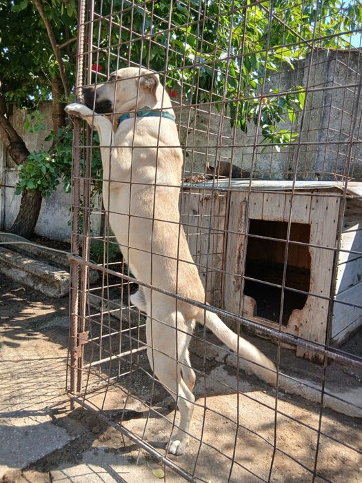 Kangal   pentru iubitori deo animale  .