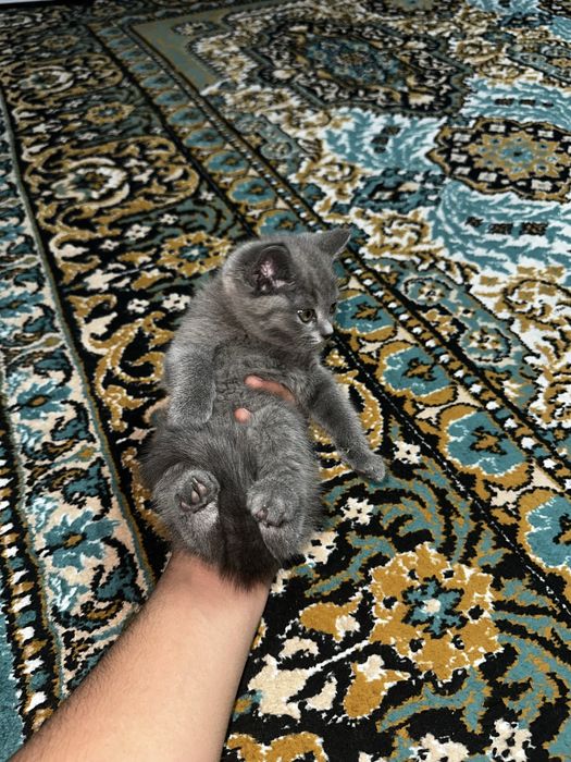 Кошка британская