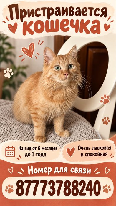 Пристраивается кошечка