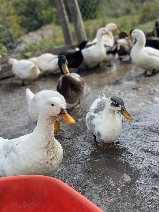 Vand rate crescute doar cu cereale si iarba verde.