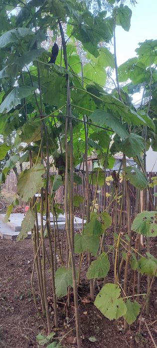 Pawlonia puieți /pomi/arbori