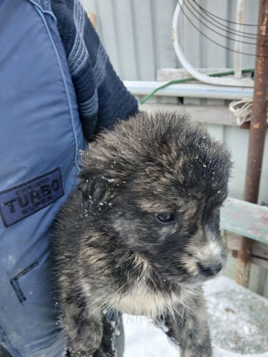 Отдадим щенков в добрые руки!!