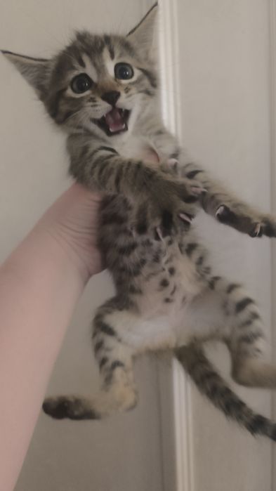 Отдадим даром котенок