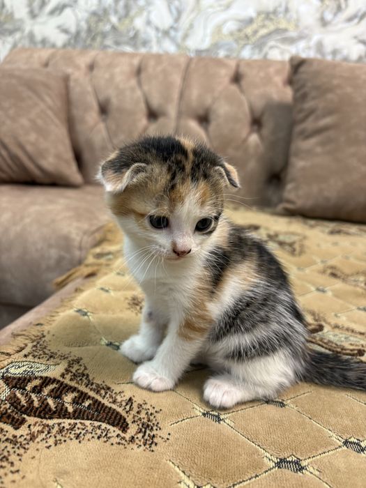 Отдам котенка девочку трехцветную