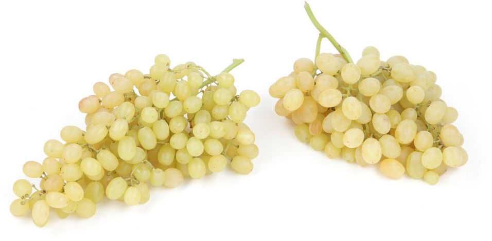 Виноград саженцы