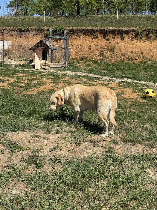 Donez spre adoptie catelusa Golden Retriever 3 ani