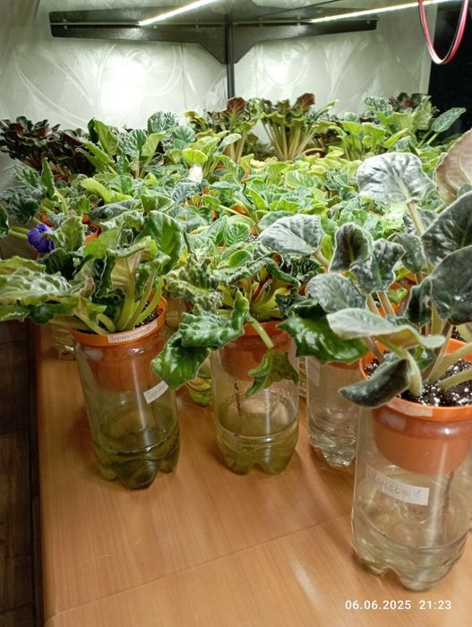 Распродажа взрослых сортовых фиалок