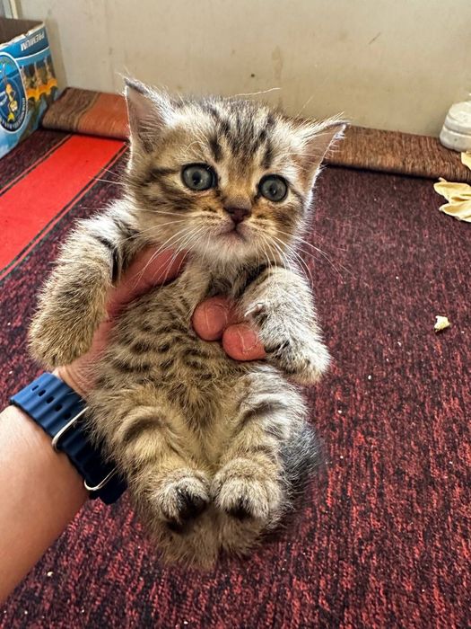 Скотиш фолд сотилади