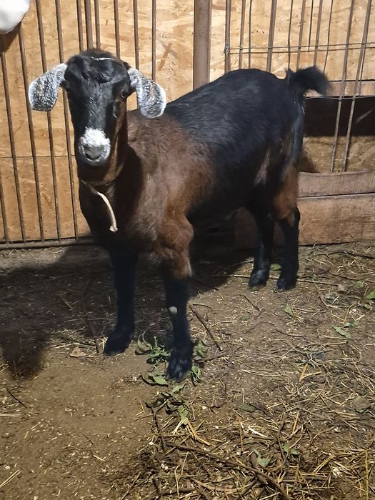 Ieduțe metis anglo-nubian