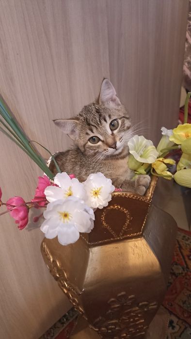 Отдадим котят в добрые руки