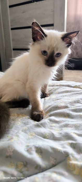 Отдам котенка (мальчик )