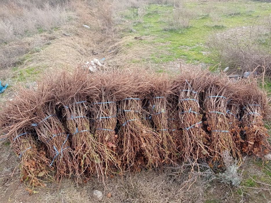 Асаломалекум узум кочатлар сотилад доставка бори