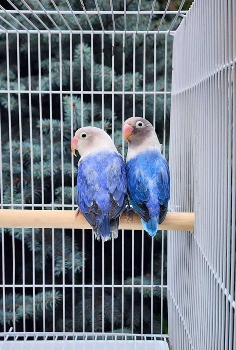 Nerazluchka Opaline Попугай