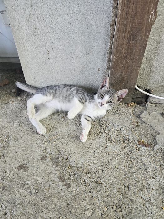 Adoptie pisici frumosi
