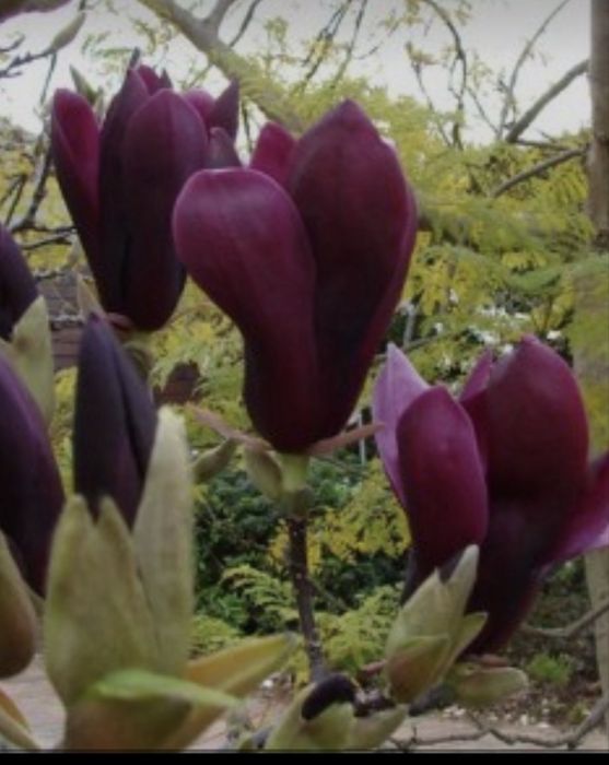 Магнолии 4 сорта карликовые