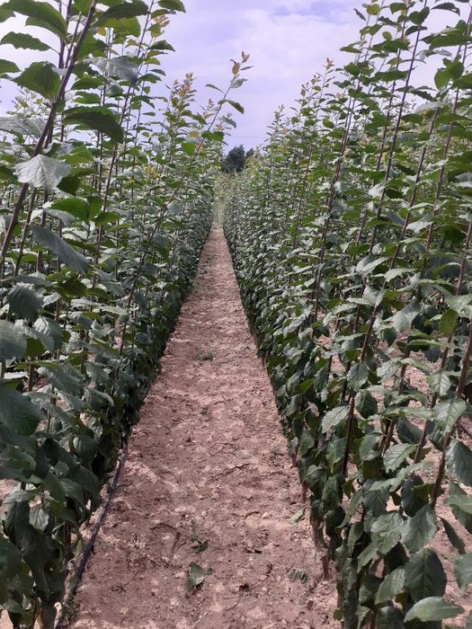 Pomi fructiferi de vanzare